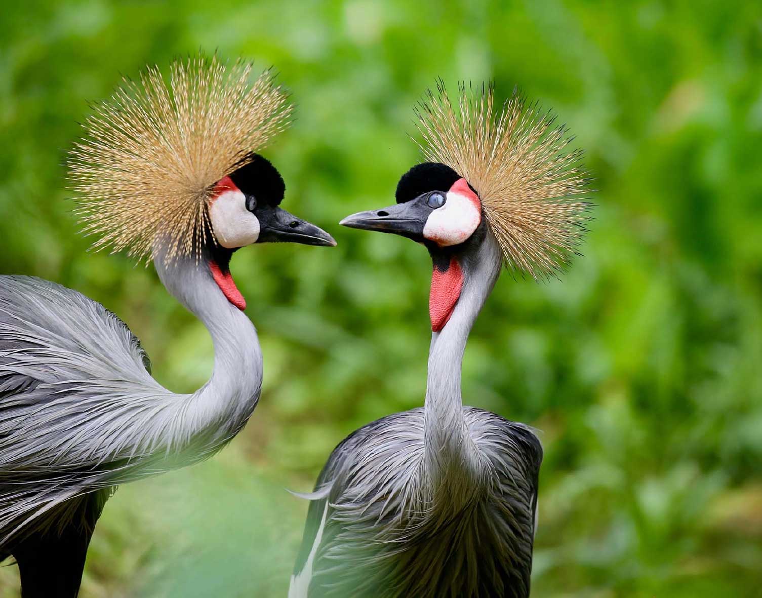 Uganda