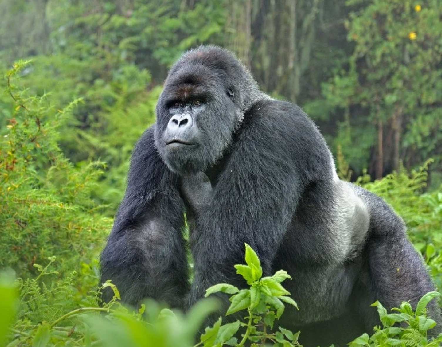 Rwanda